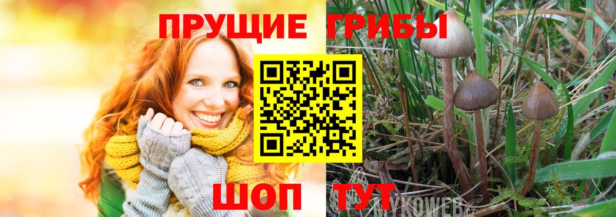 закладки  Галлюциногенные грибы Cubensis  Вход с VPN  Химки  Галлюциногенные грибы GOLDEN TEACHER 